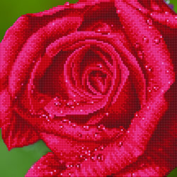 Diamond Dotz Rose Dew - Needleart World