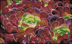 Diamond Dotz Succulents - Needleart World