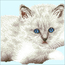 Diamond Art White Cat - Leisure Arts