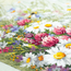 Cross stitch kit Daisies and Clover - Magic Needle