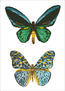 Diamond Dotz Antique Butterflies - Needleart World