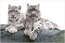 Diamond Dotz Snow Leopards Hemis National Park, Kashmir, India - Needleart World