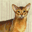 Borduurpakket Abyssinian cats - RIOLIS