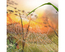 Cross stitch kit Through the Cobweb - RTO