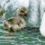 Borduurpakket White Swans - RIOLIS
